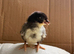 Lavender Pekin Bantam , Serama & Silkie Chicks