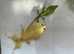 Rare yellow pair of Leaf insects (Phyllium letiranti "Tataba") plus eggs