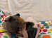 2 skinny pig brothers