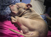 Lavender pocket bully male