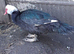 Muscovy drakes