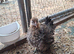 Serama fertile hatching eggs