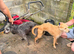 Bedlington whippet pups