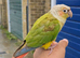 Friendly Female Conure (DNA-Sexed, Hand-Reared)