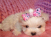 ***Exquisite Micro Tiny Teacup KC Registered Maltese Puppies***