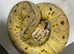 Pastel spotnose female