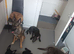 Belgian malinois x german Shepherd