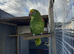 Semi tame double yellow headed Amazon parrot.