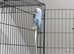 Blue Opaline Proven pair ringneck
