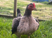 2x Trio of Furnace Old English Game bantams