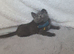 Gorgeous British Shorthair Blue Male Kitten