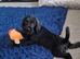 Special Home Wanted for Charlie the Schnocker