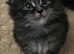 Maine coone/ Blh amazing temperament kittens