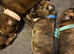 Beautiful full boxer puppies 5 boys 3 girls