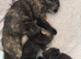 3 female kittens ready now