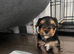 ️️Yorkshire terrier pure rehoming soon last Girl