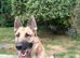 Loving dog needs new home