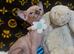 Sphynx kittens