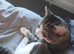 Gizmo To a good home