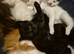 Kiten