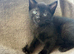 Kittens for forever home