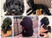 READY NOW 3 Beautiful female cockapoo pups