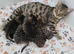 Lovely polka dots and stripped kittens