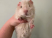 3 male guinea pigs need gone today