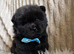Chow chow