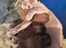 4 British shorthair kittens