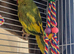 Beautifull ringneck