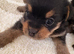 Yorkie x Pomeranian