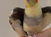 Baby tamed cockatiels taking parrot