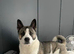 Lexi, Akita cross