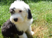 LOUIE KC Registered Old English Sheepdog READY NOW