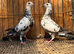 TIGER GRIZZLE RACING PIGEONS