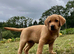 * ready now * gorgeous fox red Labrador puppies
