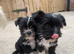 Micro Maltipoo puppies