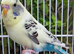 Various Stunning Quality Beautiful Budgies