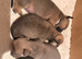 Chuiahahaha puppies
