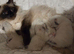 3 fluffy boys