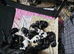 Beautiful cocker spaniel puppies