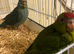 Hand reared Kākāriki Parrots