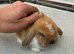 Beautiful baby mini lops girl