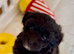 Outstanding Quality Maltipoo Puppies DNA Health Tested Clear Parents