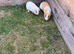 2 female guinea pigs