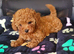 Asian Poodle Male for sale