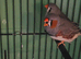 3 pairs exhibition finch