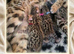 STUNNING BROWN TICA BENGAL KITTENS