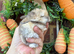 Pure bred baby mini lops